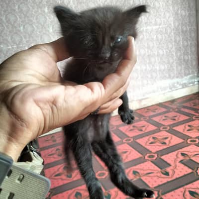 Persian cats single mom with 2 babies