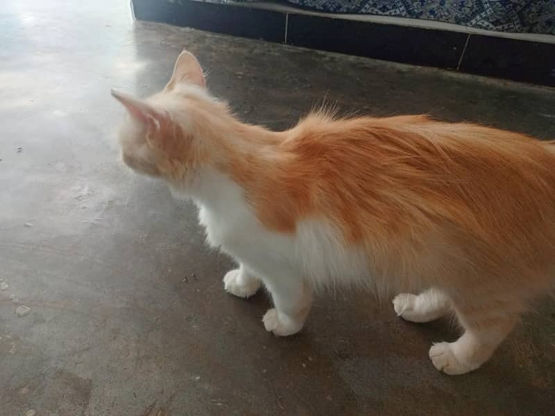 full trained cat 1