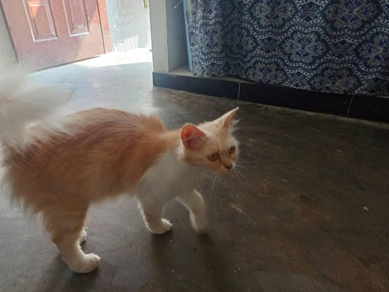 full trained cat 2