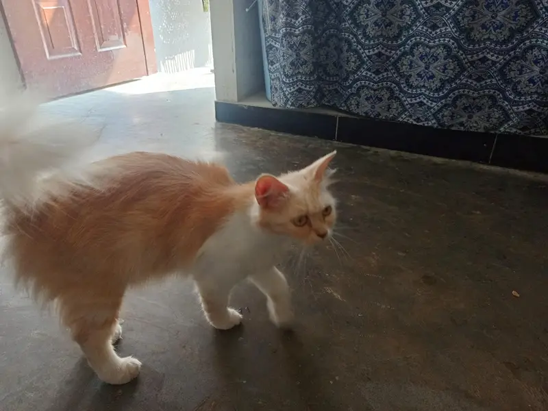 full trained cat — photo 3
