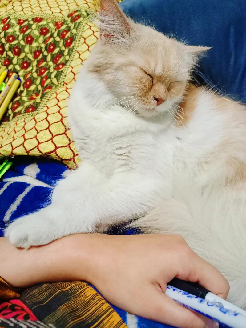 full trained cat — photo 4