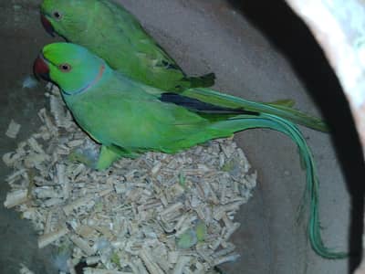 Green Ringneck pair