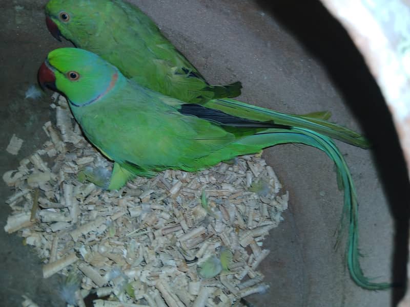 Green Ringneck pair 0