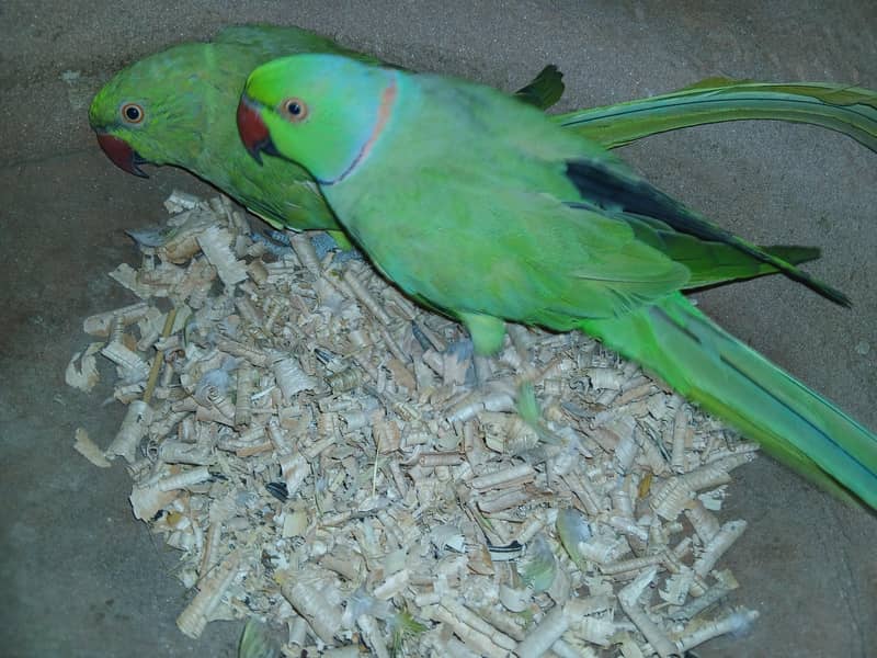 Green Ringneck pair 1