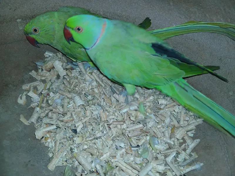 Green Ringneck pair — photo 2