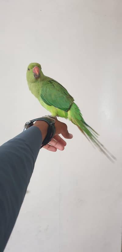 hand Tamed Parrot