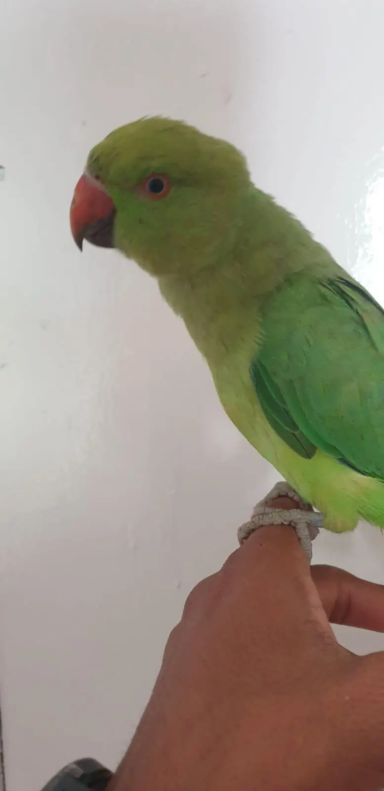 hand Tamed Parrot — photo 2