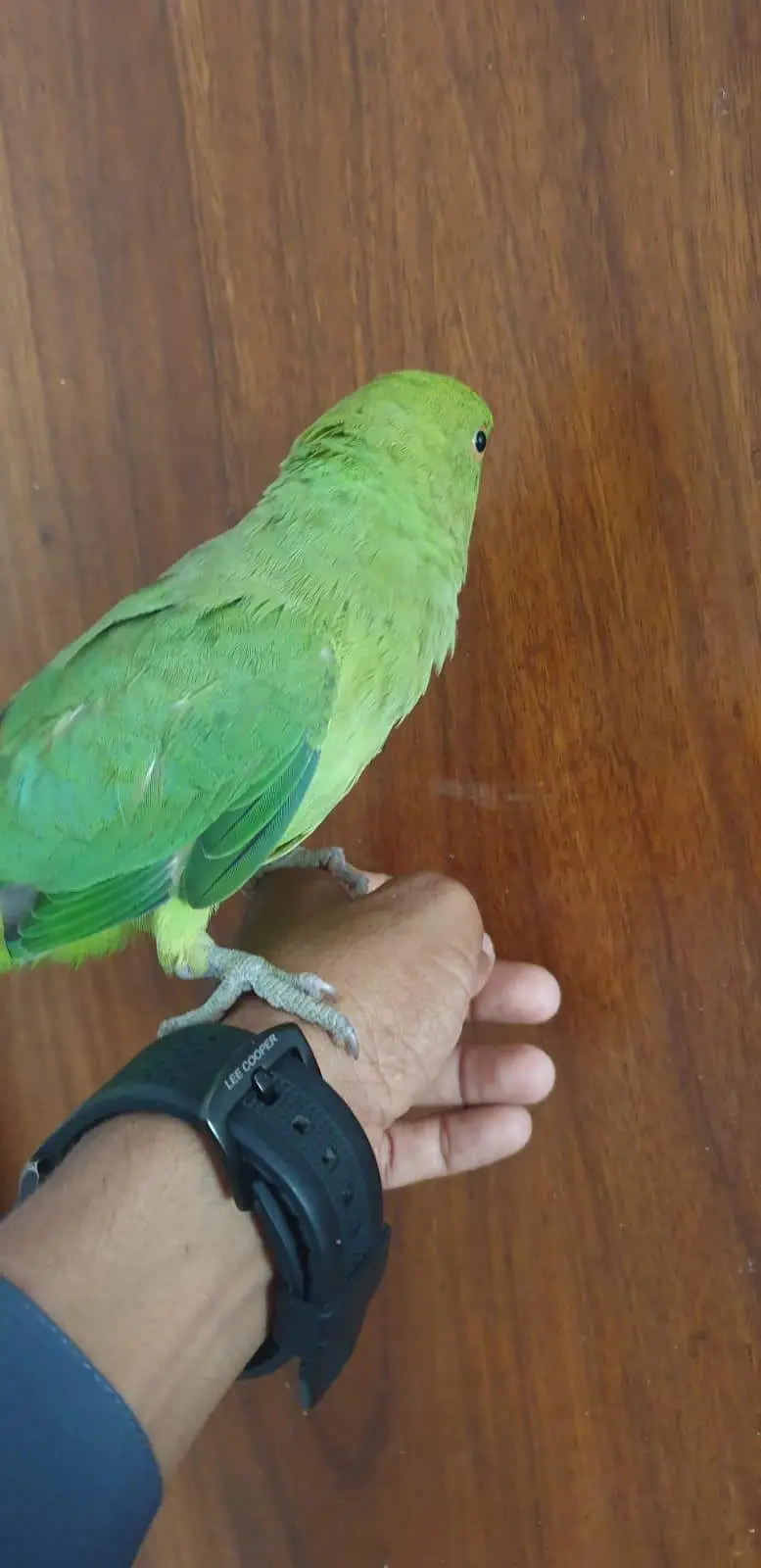 hand Tamed Parrot — photo 3