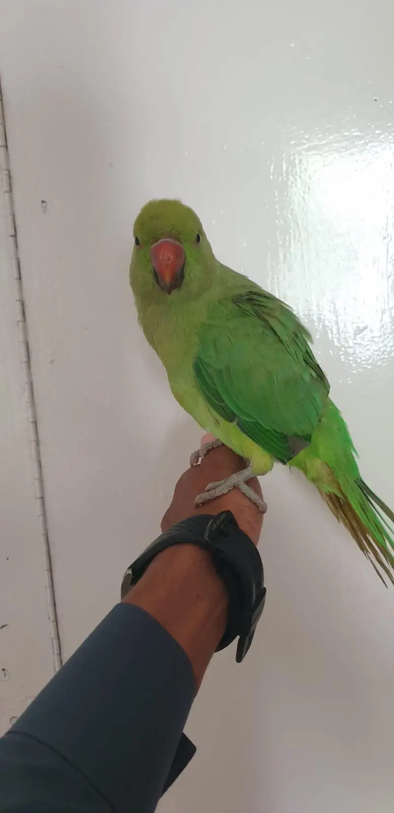hand Tamed Parrot — photo 4