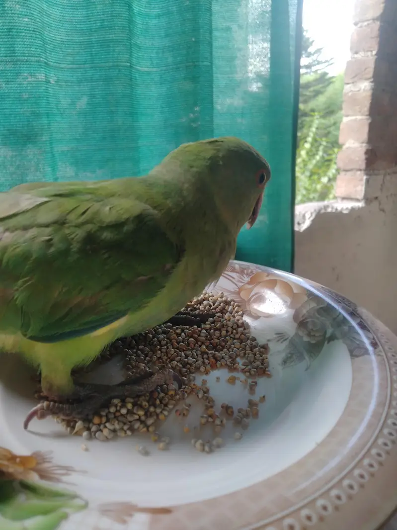 hand Tamed Parrot — photo 5
