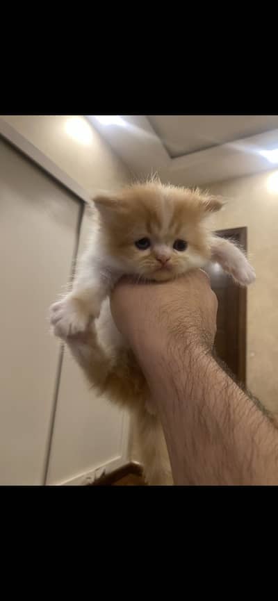 Persian kitten bi colour