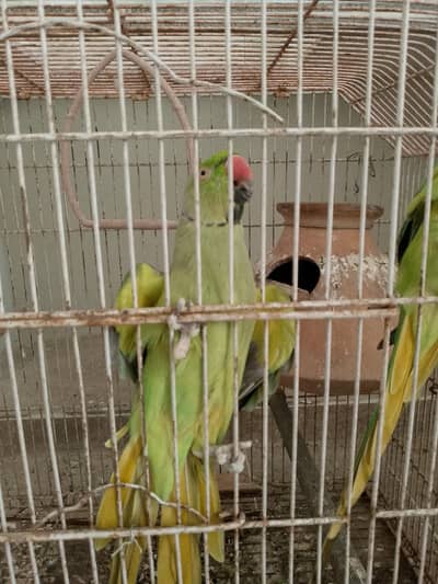 Green ringneck parrot pair for sale