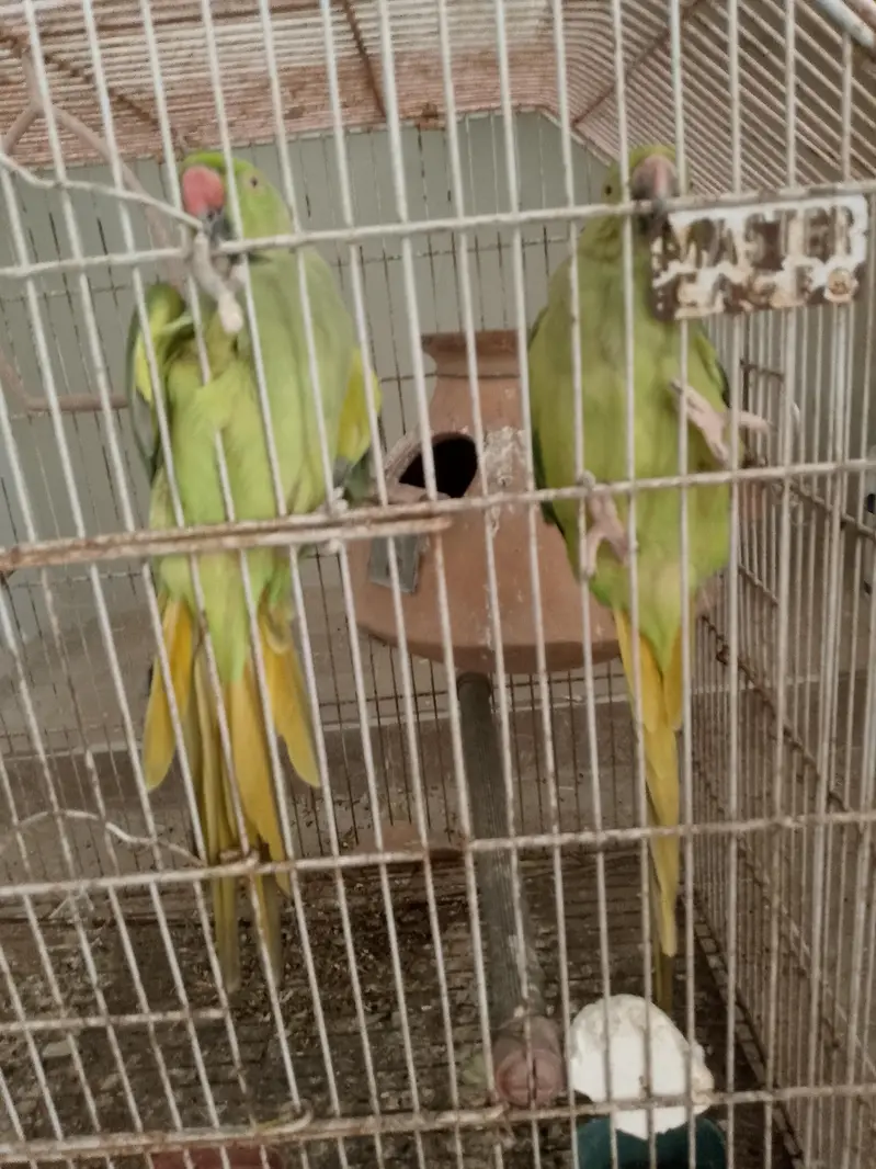 Green ringneck parrot pair for sale — photo 2