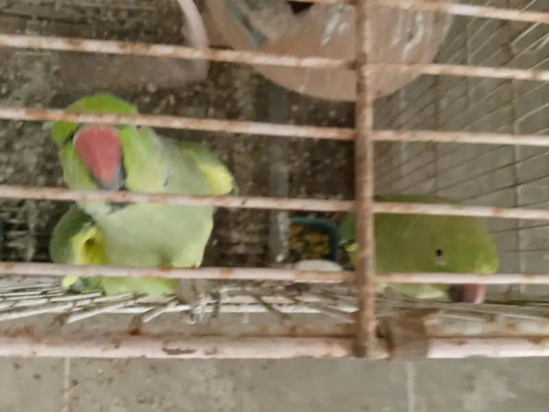Green ringneck parrot pair for sale — photo 3