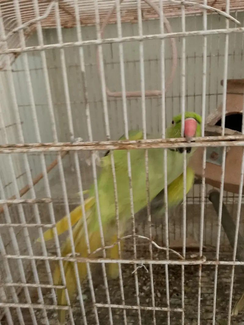 Green ringneck parrot pair for sale — photo 4