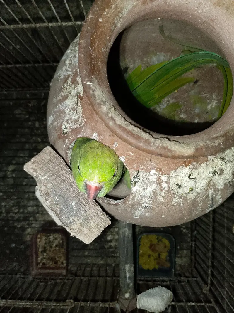 Green ringneck parrot pair for sale — photo 5