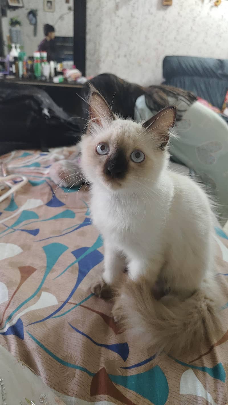 Persian 2