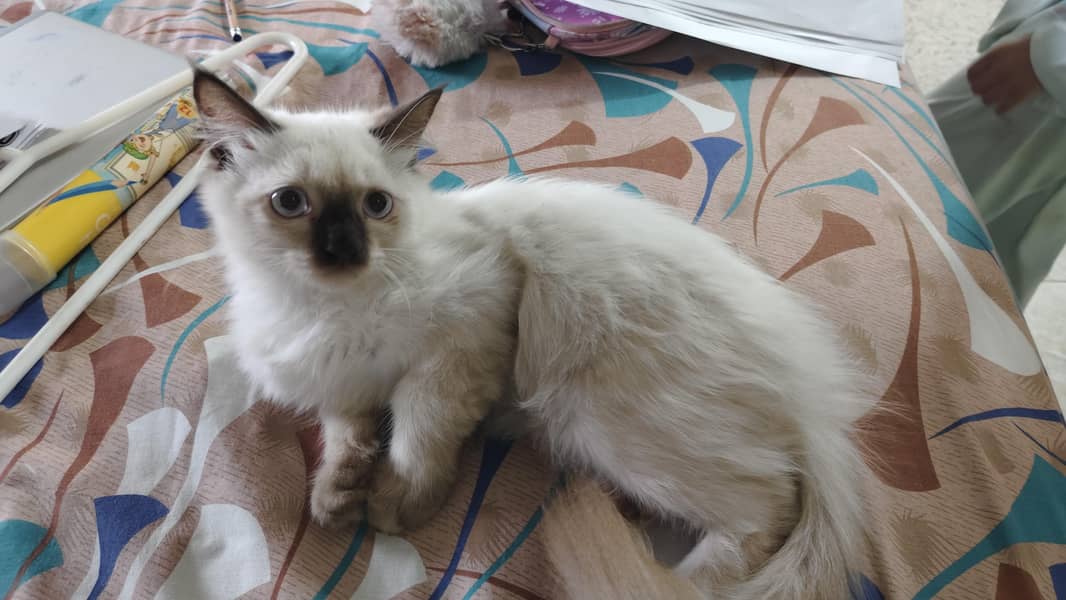 Persian 3