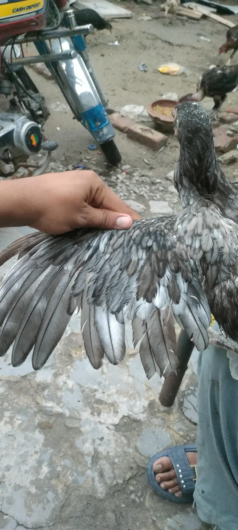 bhoth achi madi ha Shomo or Thai ke medi ha old blood line ha c — photo 5