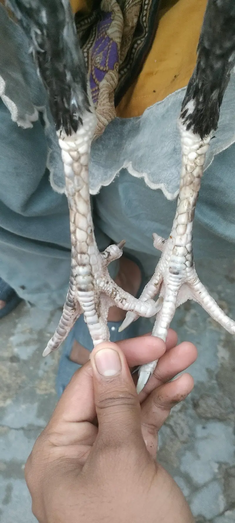 bhoth achi madi ha Shomo or Thai ke medi ha old blood line ha c — photo 7