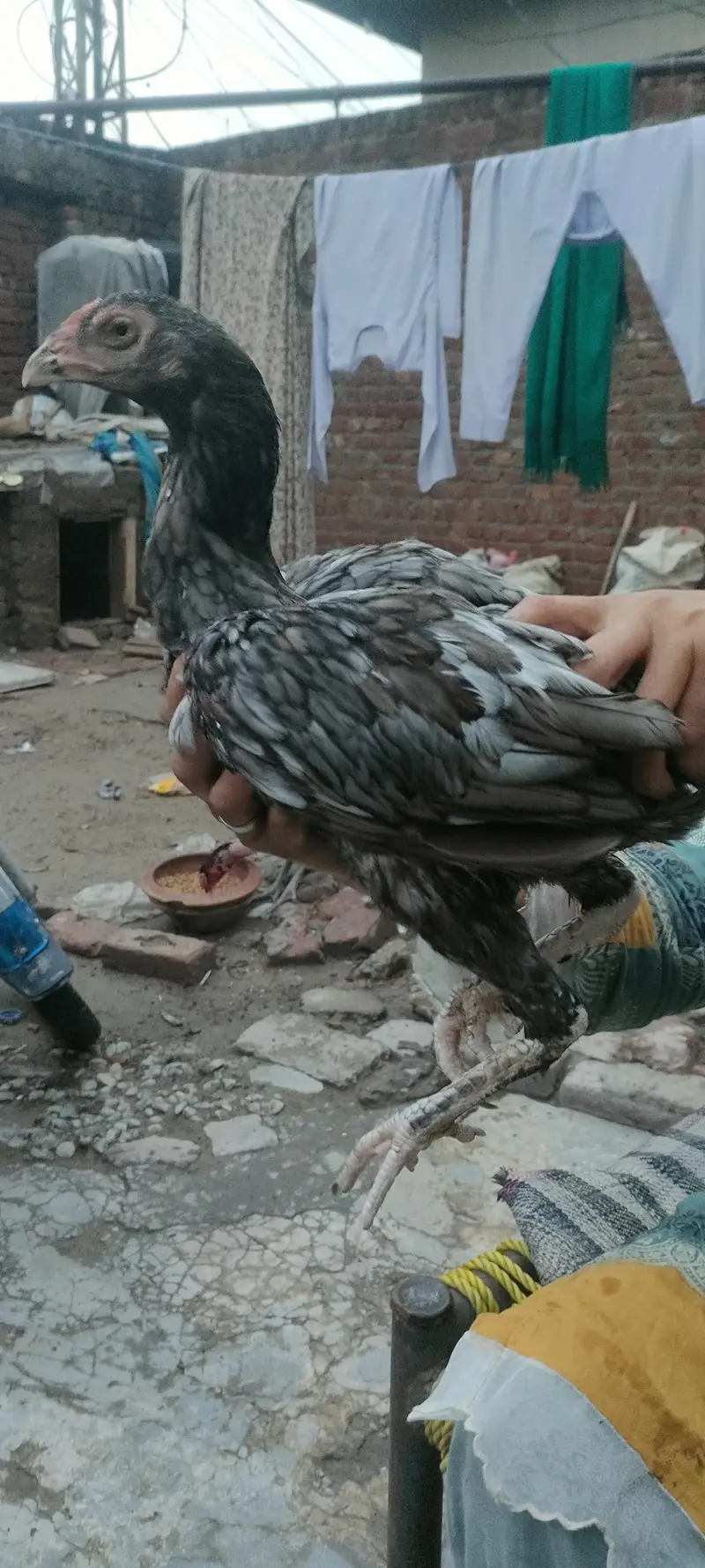 bhoth achi madi ha Shomo or Thai ke medi ha old blood line ha c — photo 8