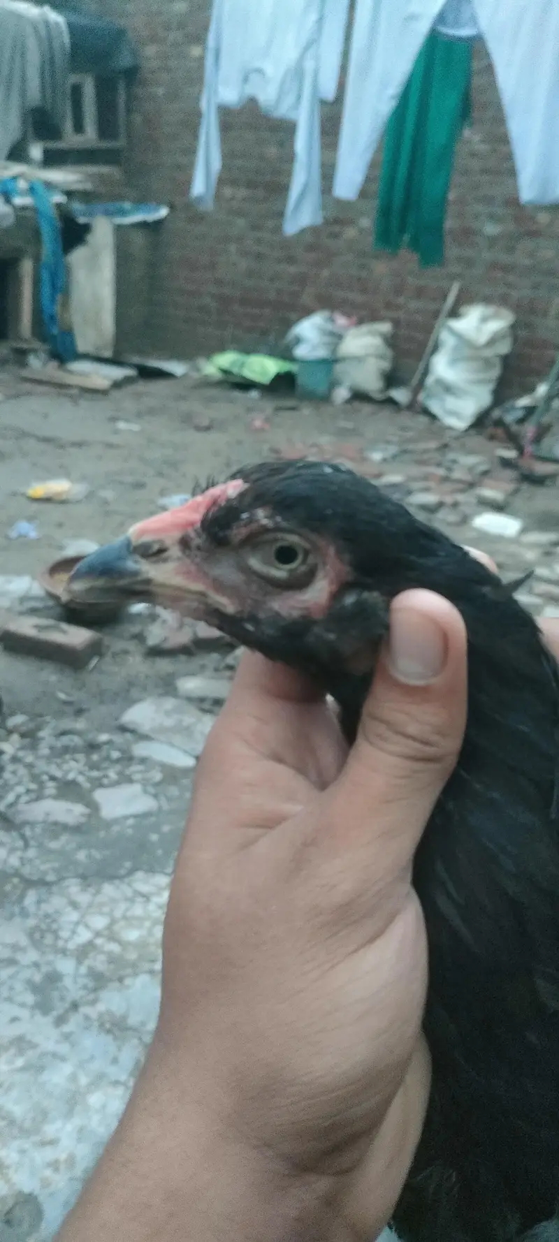 bhoth achi madi ha Shomo or Thai ke medi ha old blood line ha c — photo 10