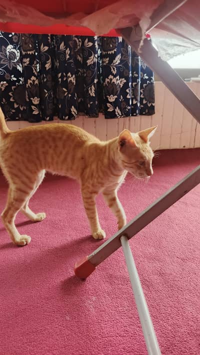 full trained cat