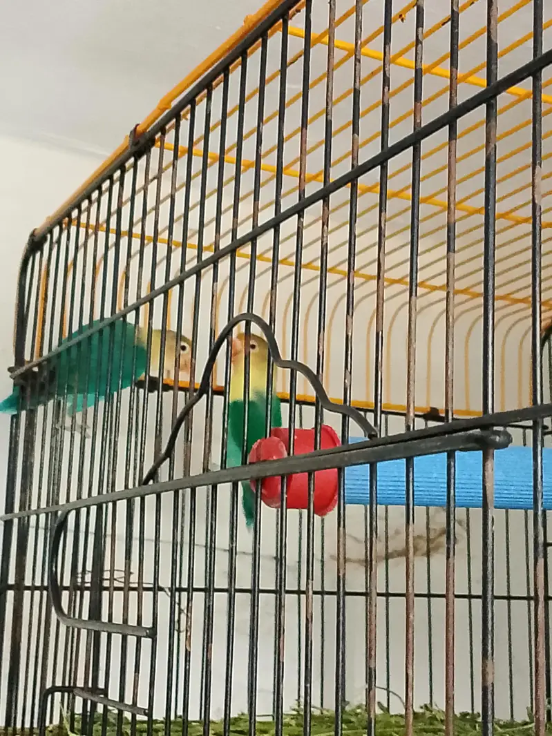 love birds — photo 4