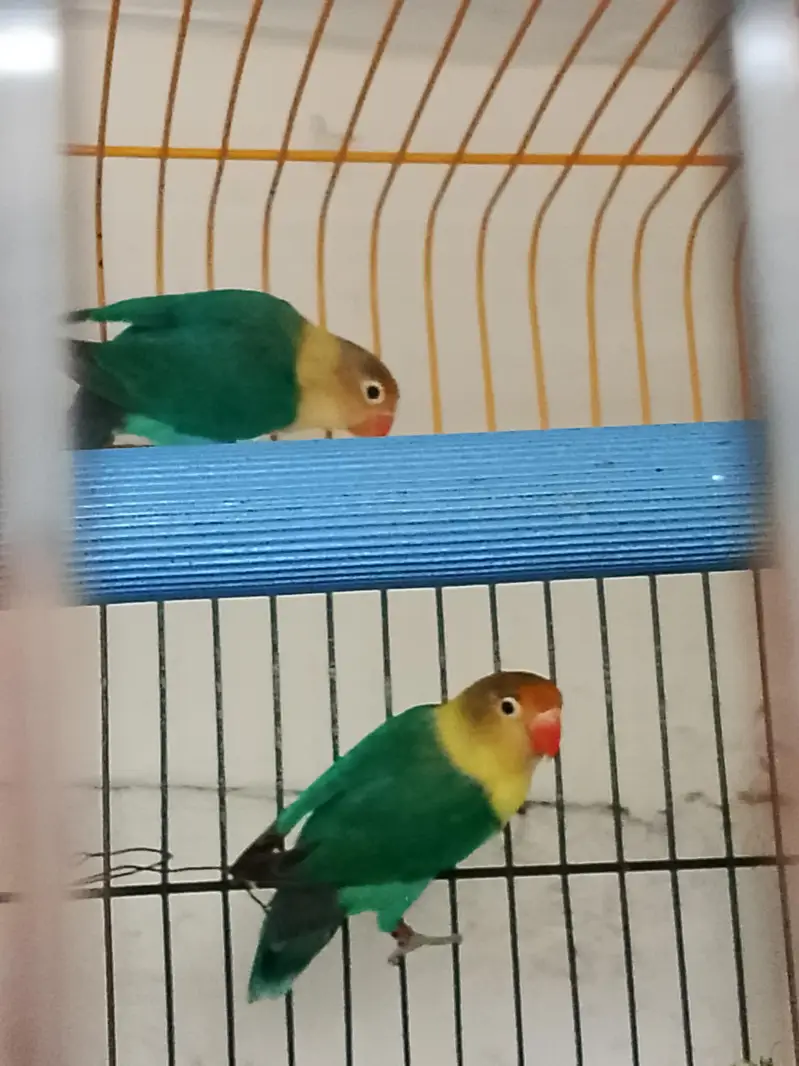 love birds — photo 6
