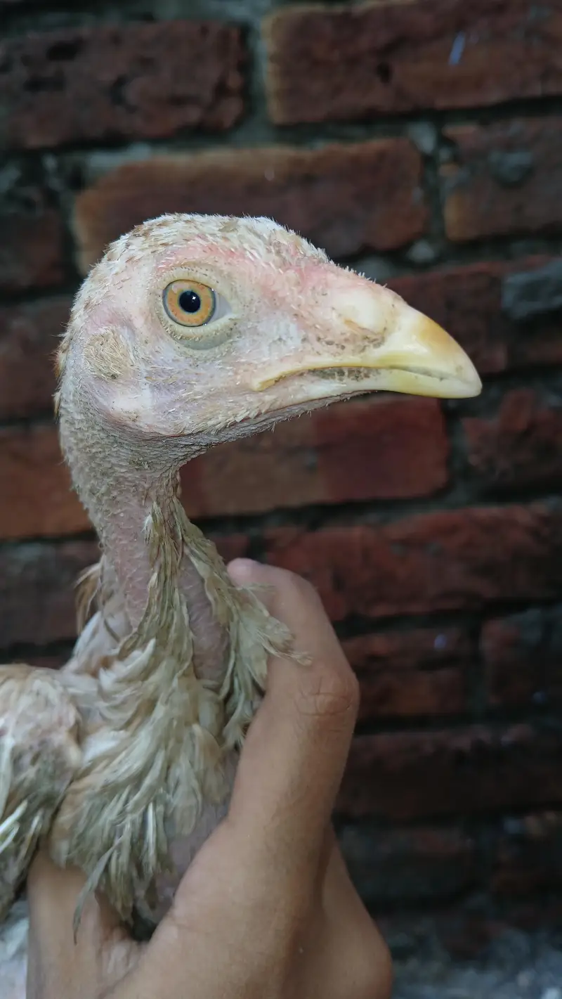 2 healthy chicks available — photo 3