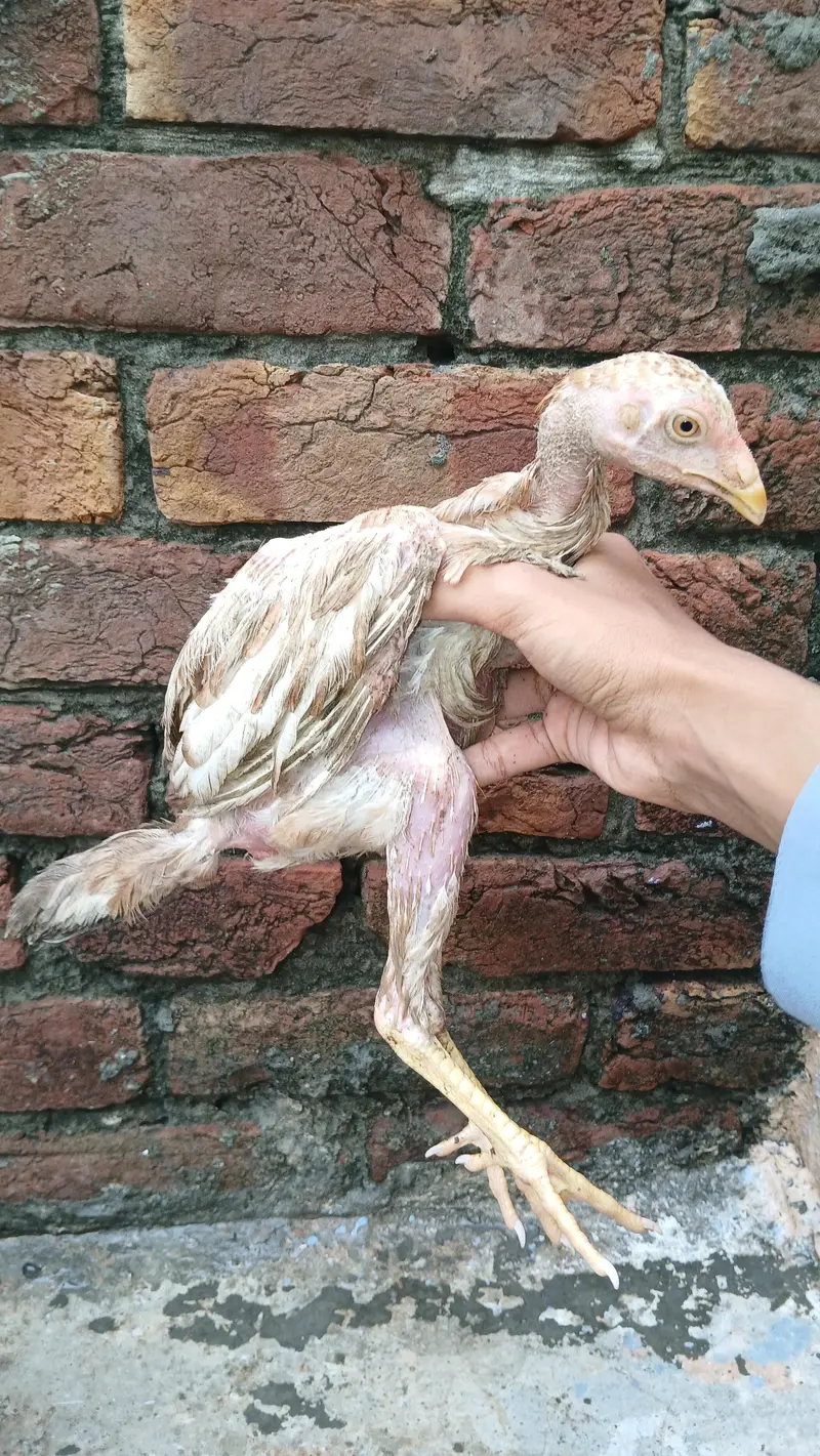 2 healthy chicks available — photo 4