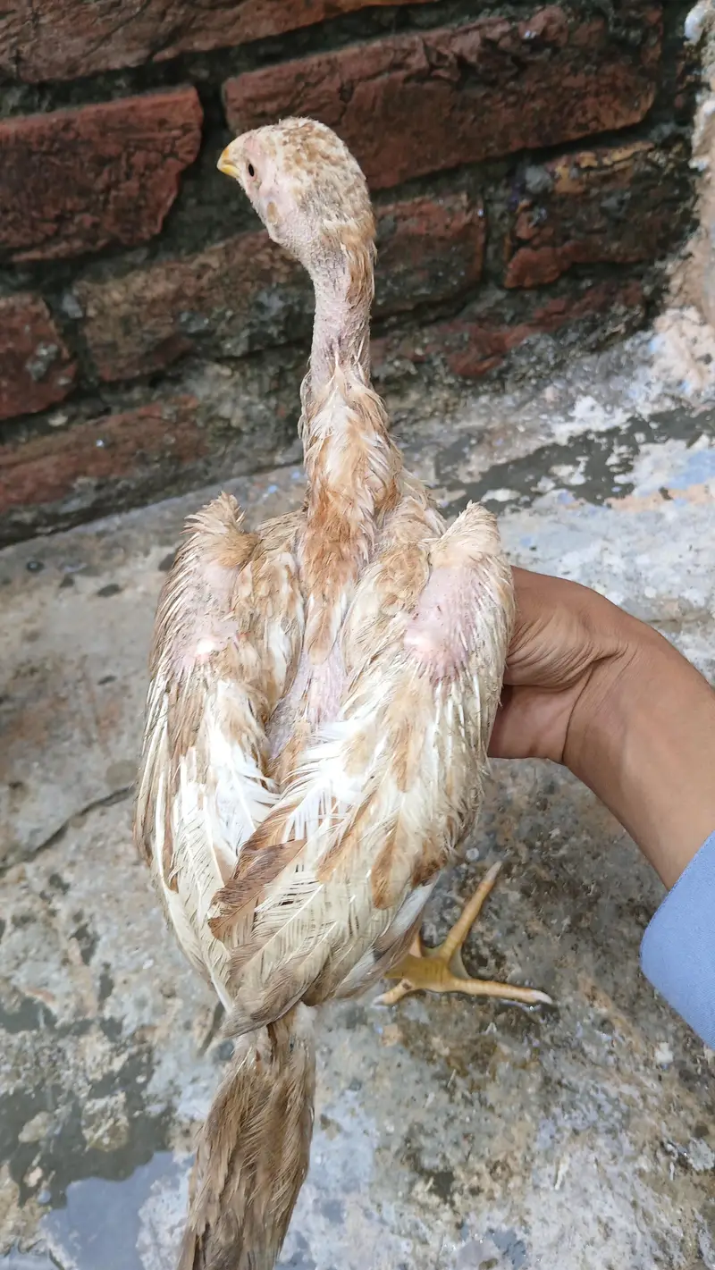 2 healthy chicks available — photo 5