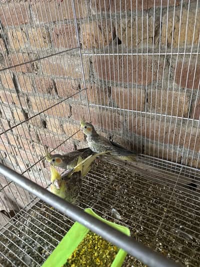 Cocktail Breeder Pair