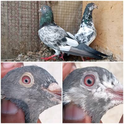 high flyer pigeon Whatsapp 03290705204