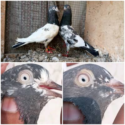 high flyer pigeon Whatsapp 03290705204