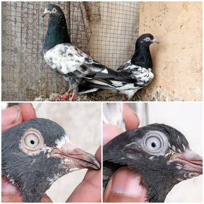 high flyer pigeon Whatsapp 03290705204
