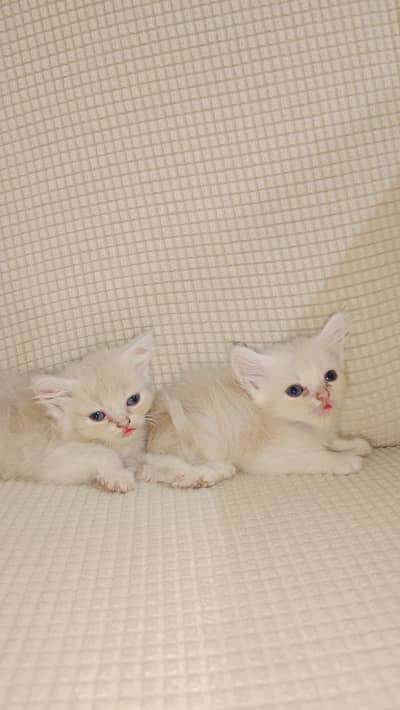 Persian Kitten sale