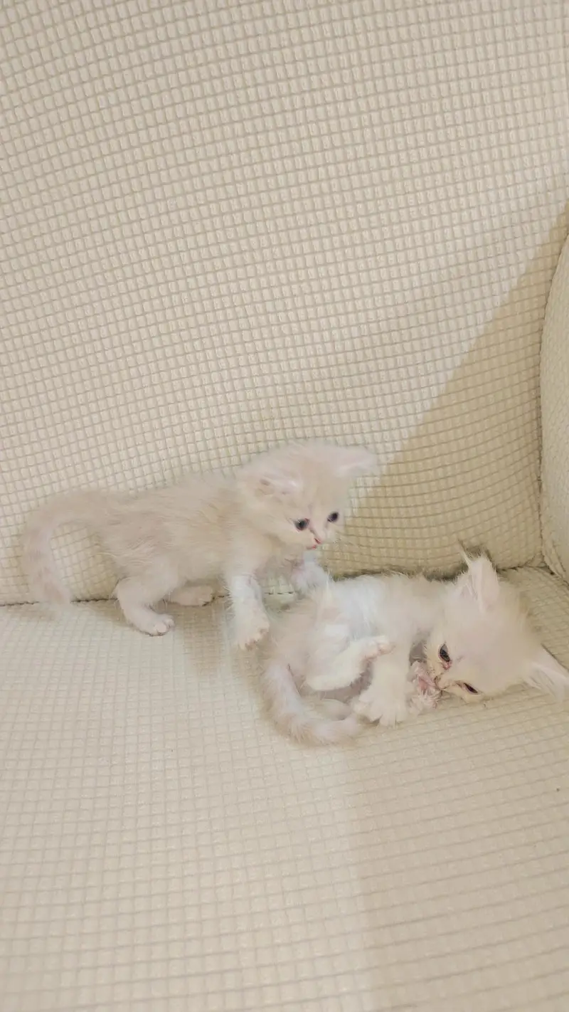 Persian Kitten sale — photo 2