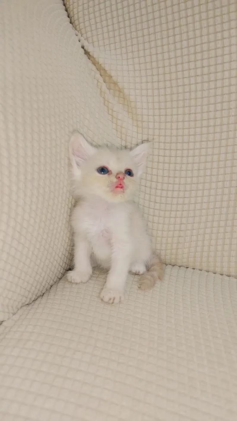 Persian Kitten sale — photo 3