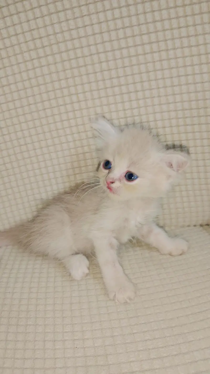 Persian Kitten sale — photo 4