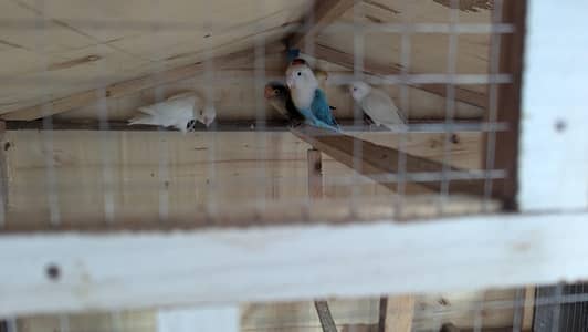 Lovebird 4 pairs with cage and boxes