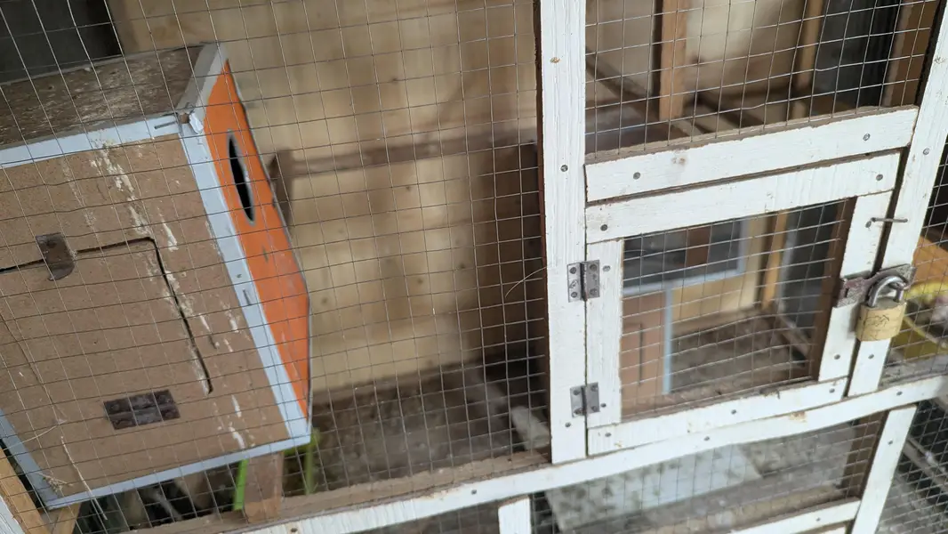 Lovebird 4 pairs with cage and boxes — photo 2