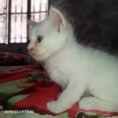 Olx cat baby for sale
