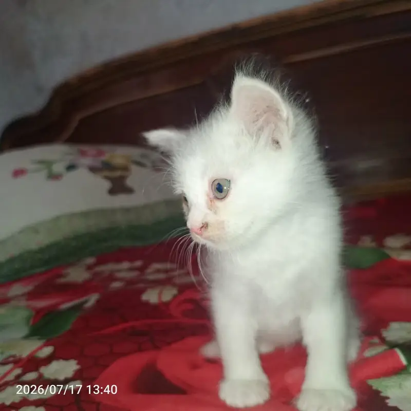Olx cat baby for sale — photo 2
