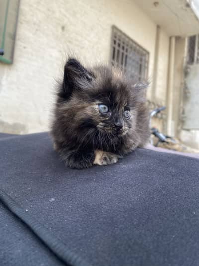 Percian Kitten Double Caoted