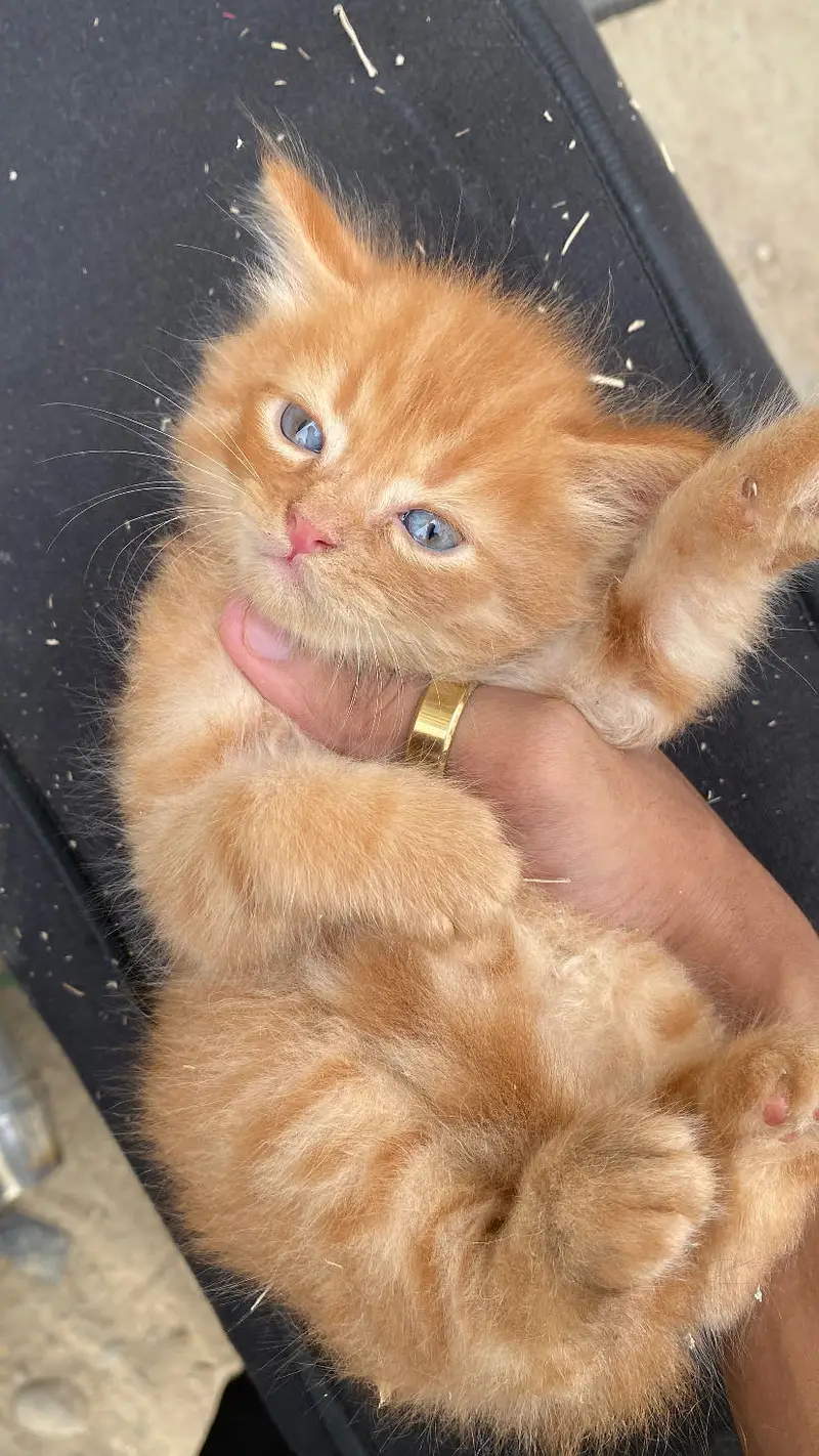 Percian Kitten Double Caoted — photo 2