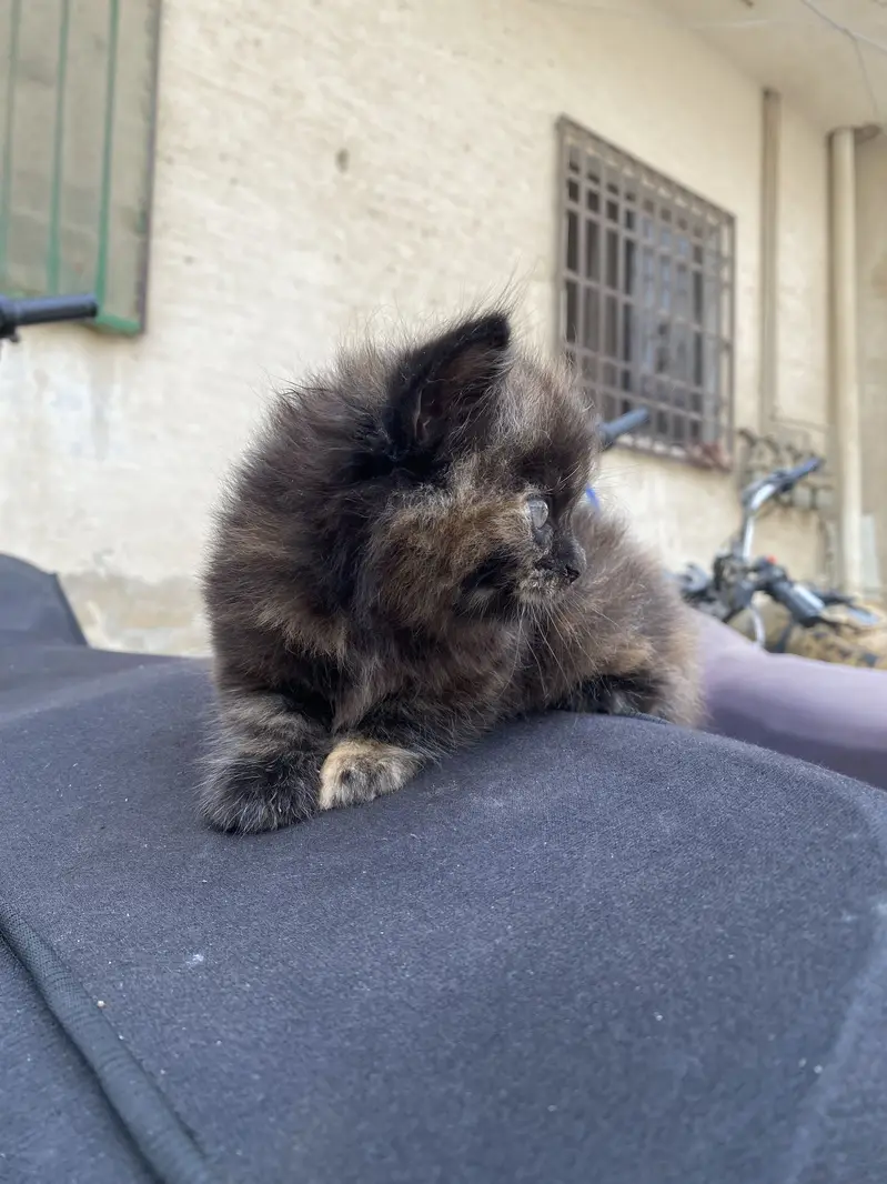 Percian Kitten Double Caoted — photo 4