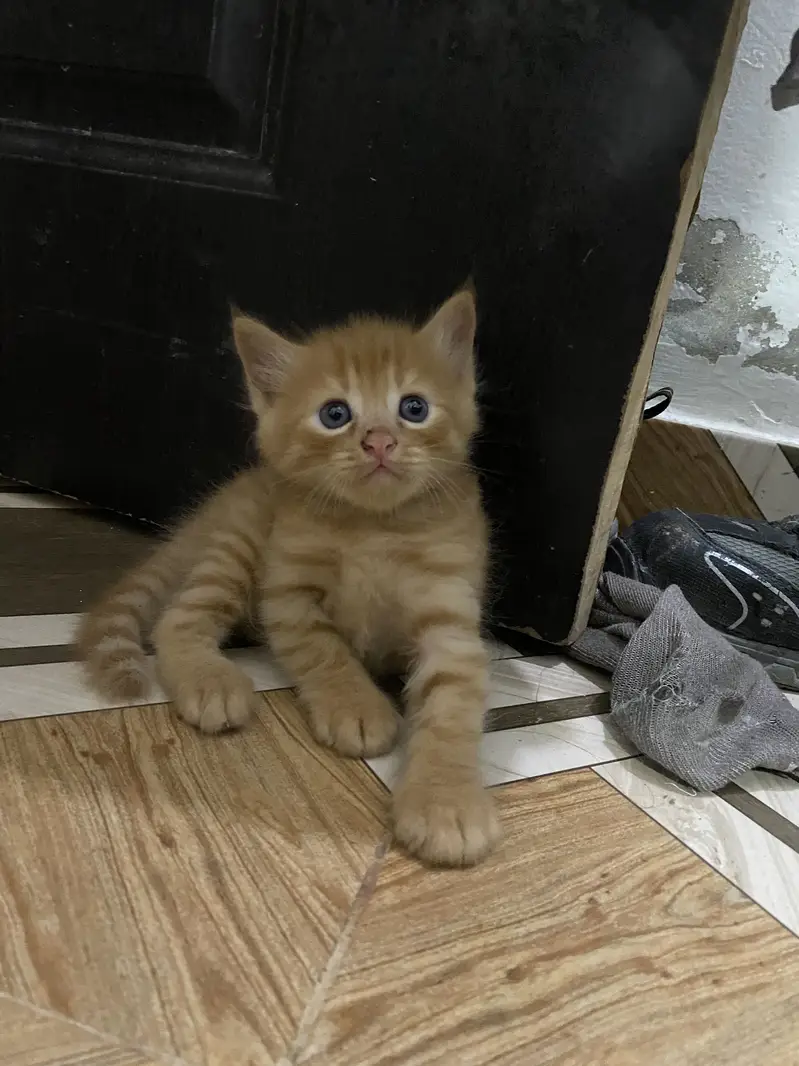 Percian Kitten Double Caoted — photo 6