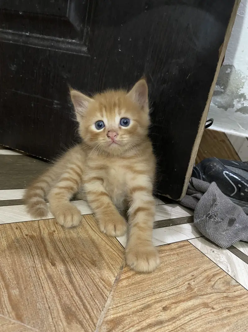 Percian Kitten Double Caoted — photo 7