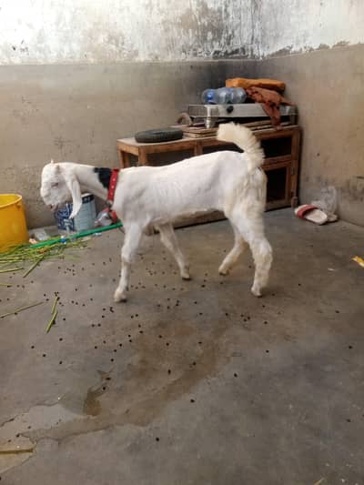 golabi croos